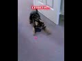 Laser God Level 1000 🐈⬛💀