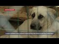 В каких условиях живут собаки в Севастопольском приюте бездомных животных