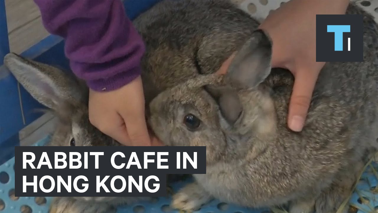 animal cafe hong kong