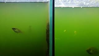 видео: Предварительные итоги перевода новой рыбы на соленую воду картинка: Предварительные итоги перевода новой рыбы на соленую воду