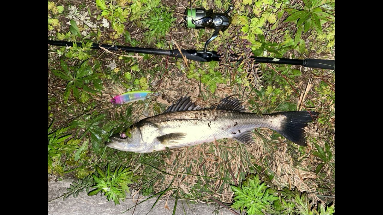 【まだ居るっぽいけど】夜の涸沼シーバス　まだ居るっぽいとは言えサイズが伸びない・・・セイゴはバチボイル中みたい【SIONYX Aurora PRO】