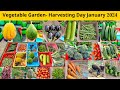 Vegetable garden harvesting day jan 2024  harvesting fruits vegetables india  terrace  gardening
