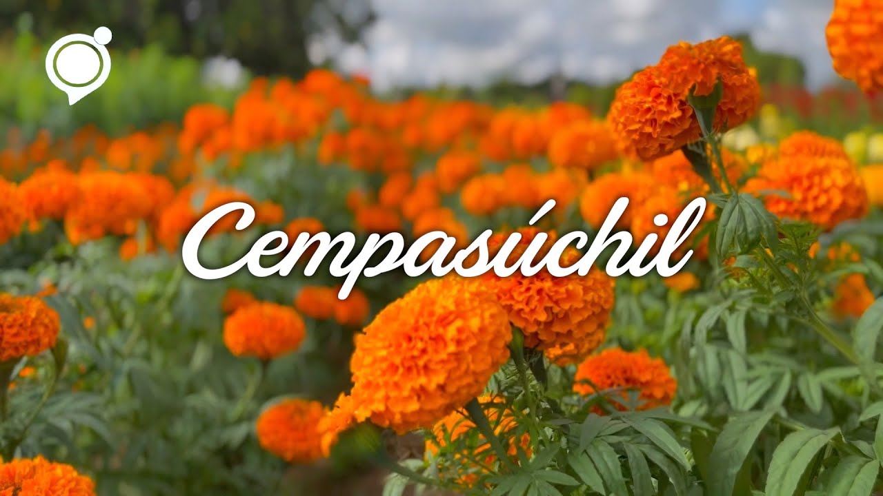 Marigolds and Cempasúchil – 