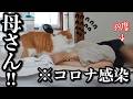 【高熱で倒れた母】猫の驚くべき行動とは‥