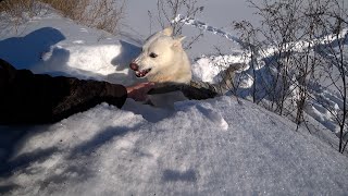 Белый плен. Не ходите на охоту с собакой зимой.