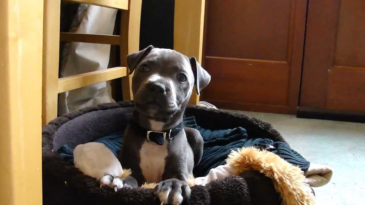 Blue Staffordshire Bull Terrier Attack WARNING!!! YouTube