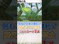 歴代ポケカの禁止カード1選【巨大植物の森】