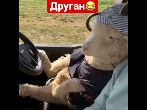 Продажа мясо 🥩 Баранина Халяль из России Оптом с бойни🥩🇷🇺👍🔥💪 - YouTube