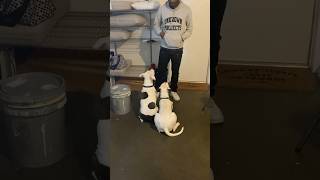 Big Dog Training Kamp Day 2