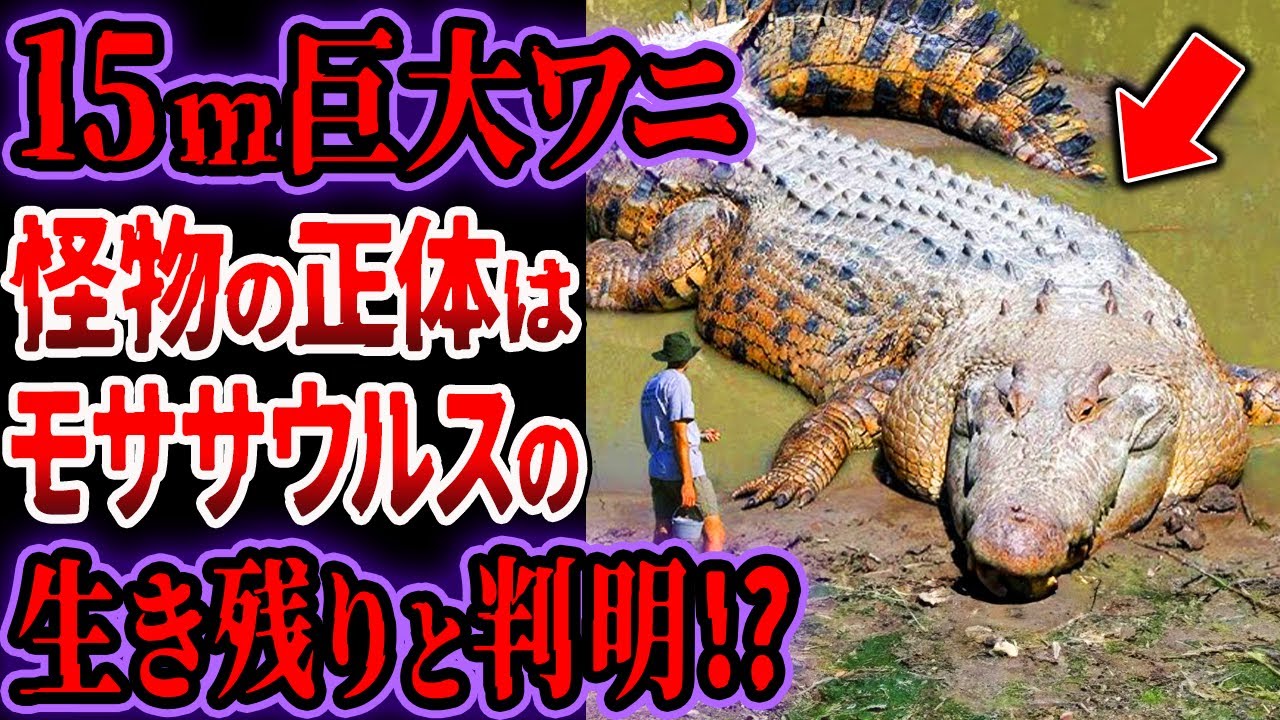 A 15m giant crocodile was caught on camera Investigation