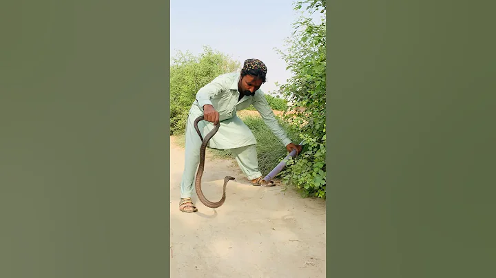 Big trick to catch snake 🐍