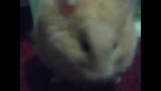 Chucky Destroying My Couch - Part 3.Avi