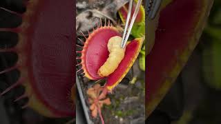 Feeding a Venus Flytrap to a WORM #shorts