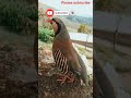 National bird of pakistan chukarchakor ki awazchukar voicebirdsounds viral share