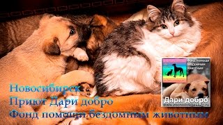 Раздача вкусняшек Приют Дари добро Новосибирск animal shelter asking for help Раздача вкусняшек Приют Дари добро Новосибирск animal shelter asking for help