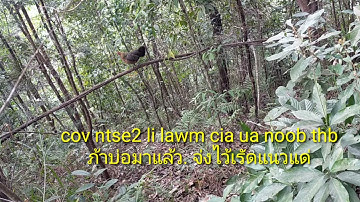 Poj sau lau qaib tas tshuav noob lawm xwb 2021