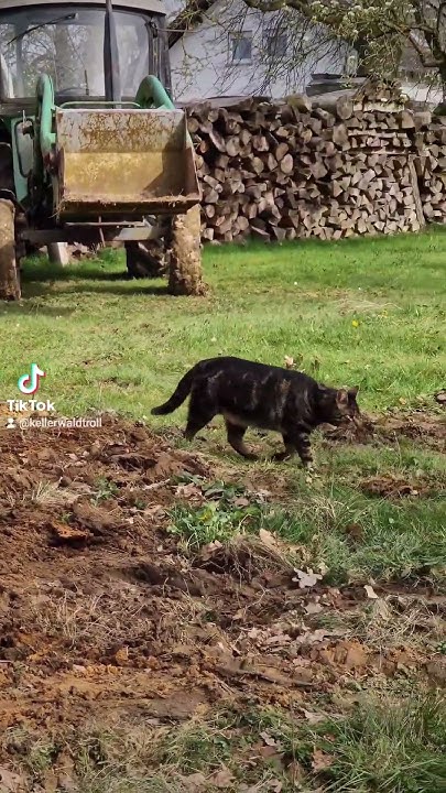 Unser Kater, Peter, bei seiner täglichen Patrouille. katze katzen 