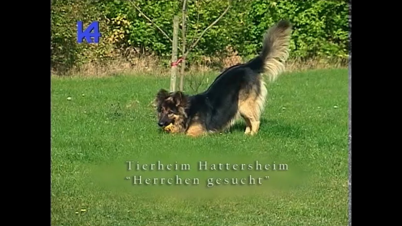 stb-hattersheim-tierheim-hattersheim-herrchen-gesucht-2005-youtube