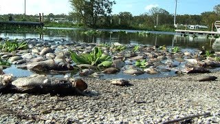 Toxic Florida: Investigating a public health crisis (Episode #216)