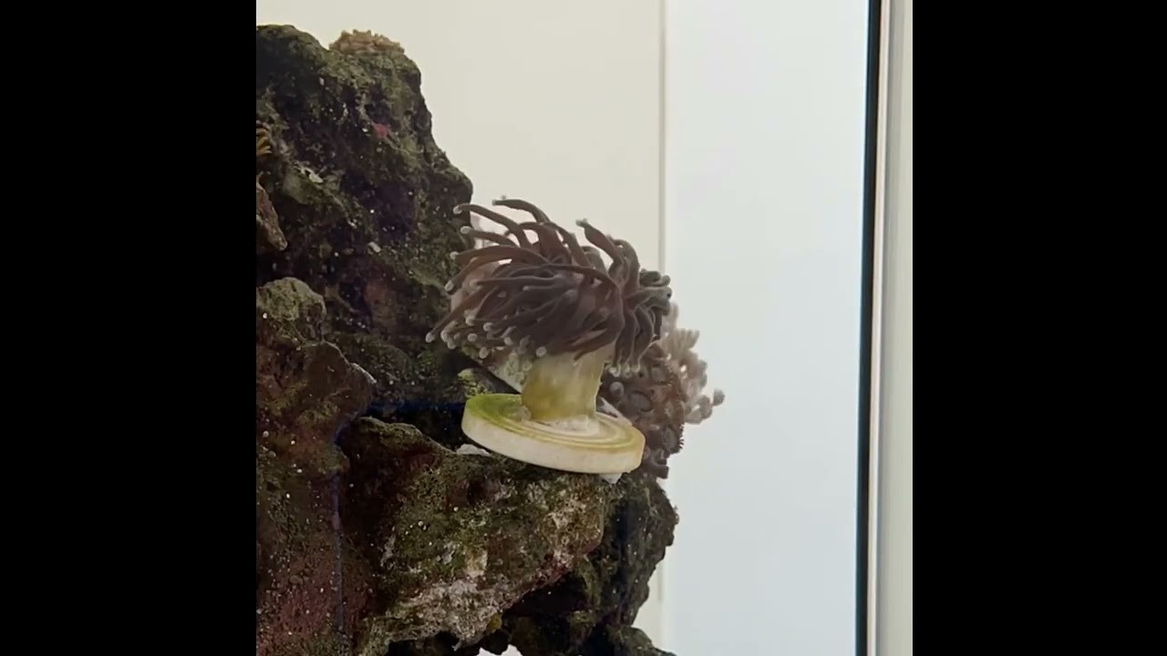 Dragon soul torch coral opening in the morning (Timelapse)