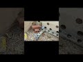 Real Mouse Maze Madness 🐭 Sneaky Escape &amp; Hidden Food Hunt