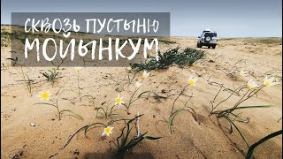 Один, сквозь пустыню Мойынкум. Алматинская область. Казахстан.