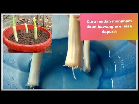 Cara Mudah Menanam Daun Bawang Prei Sisa Dapur Youtube