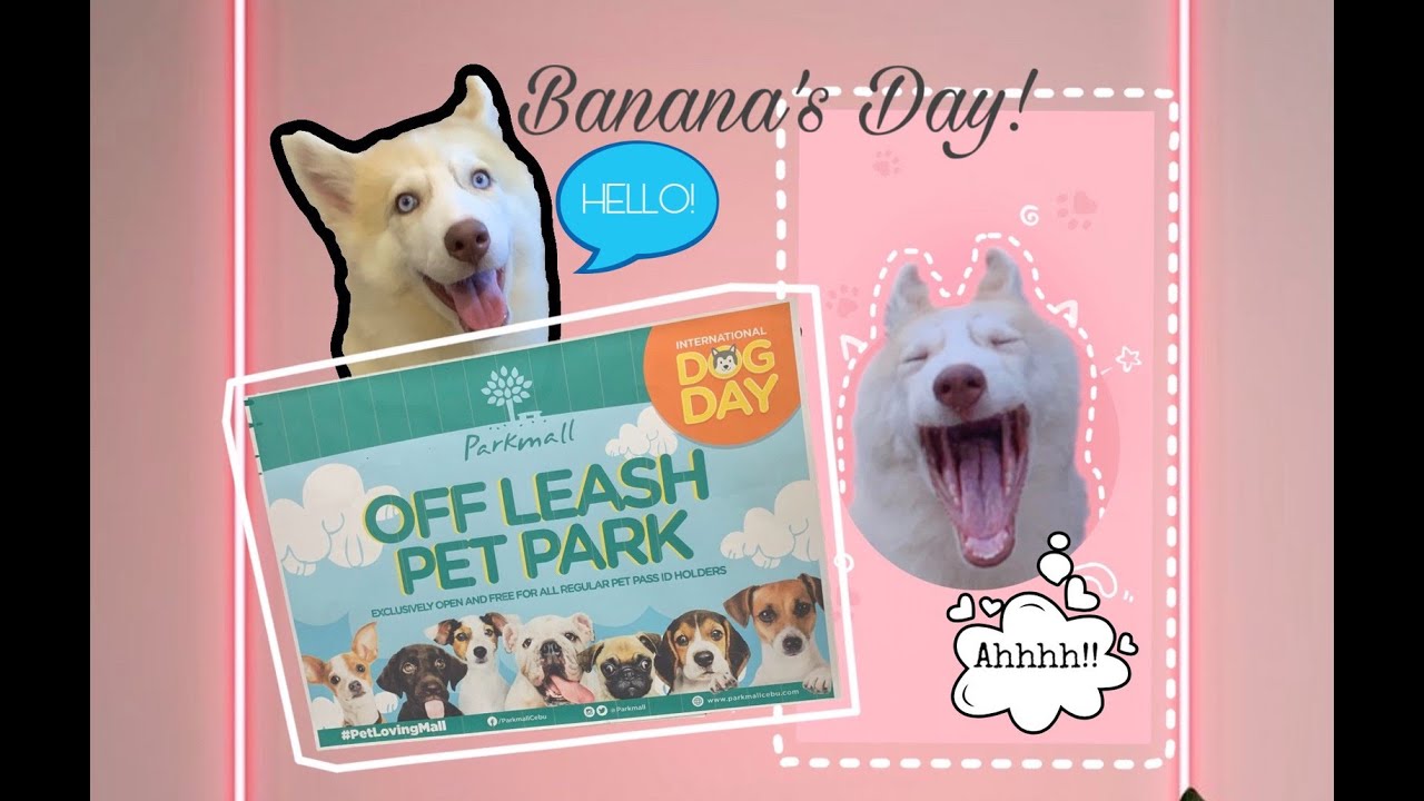 Celebrating International Dog Day 2019💗@ourdearbanana
