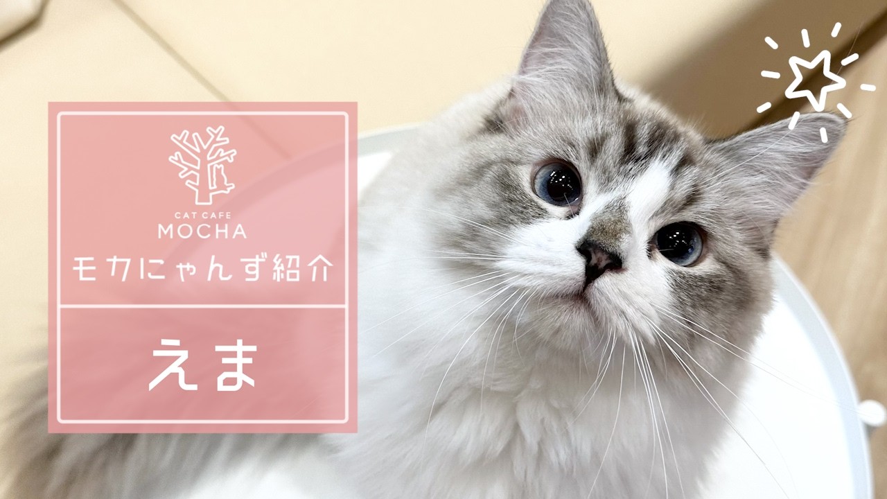 スーフェス 限定 新色 LALATOY LALAYO 四目猫 魔界ピーチ 羅本 えま(ラグドール♀） 浜松市野店 - YouTube