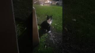 Чернобелый котик ищет дом. Петербург
