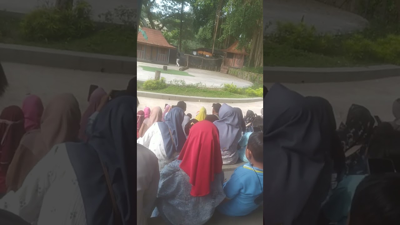 Sungguh bagusnya pertunjukan satwa di solo safari 