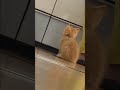 ごはん待ち中だけど　呼んだら振り向いて返事する子猫が可愛すぎる♡ #shorts