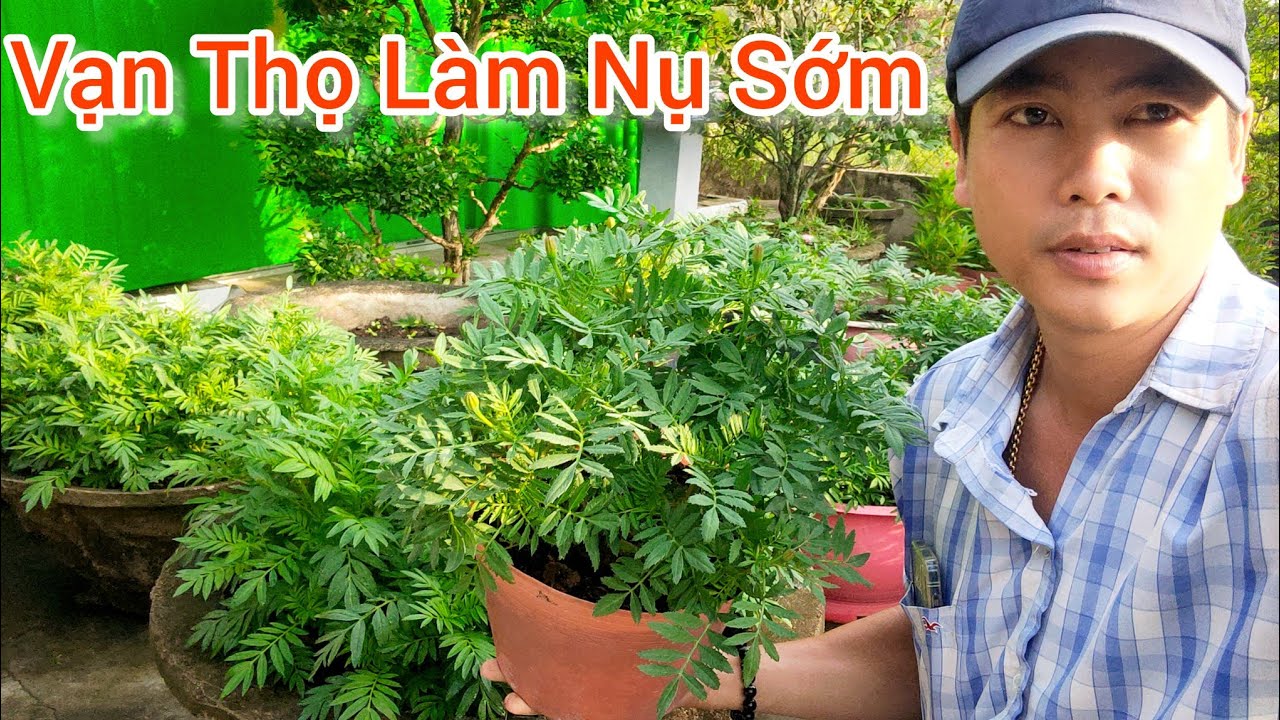 cách trồng bông vạn thọ tết 2026, vạn thọ làm nụ sớm, huỳnh tinh vlog 