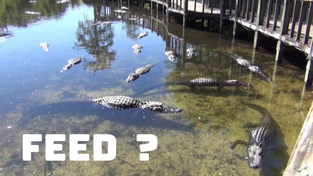 Gatorland Orlando Adventure | Starship Travel Channel