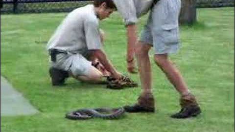 Snakes at Australia Zoo