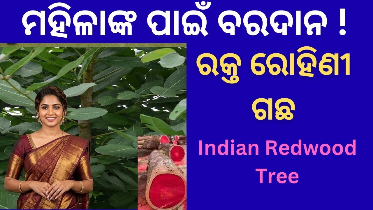 ରକ୍ତ ରୋହିଣୀ🌿 ଜ୍ୱର ପେଟ ରୋଗ ଏବଂ ଚର୍ମ ରୋଗ ପାଇଁ ଅମୃତ | Soymida febrifuga Benefits in Odia