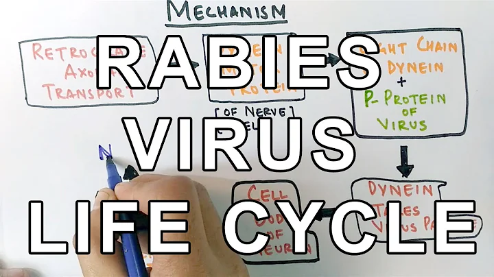Rabies Virus | Neural Pathway Mechanism - DayDayNews