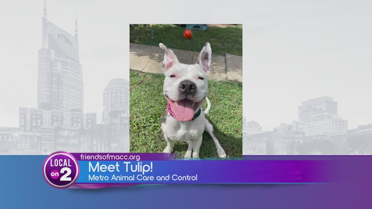 Pet of the Day: Meet Tulip - YouTube