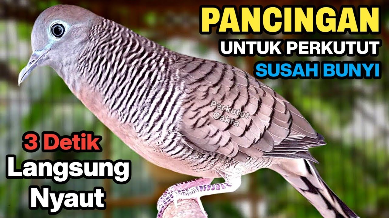 Perkutut lokal gacor suara besar pancingan untuk yang susah bunyi hitungan detik langsung nyaut