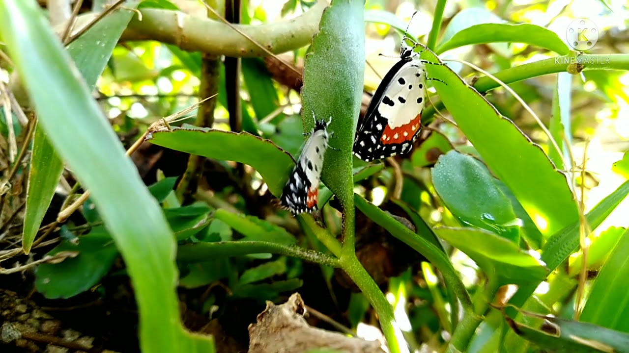 Butterflies in Love | Indian Red Pierrot