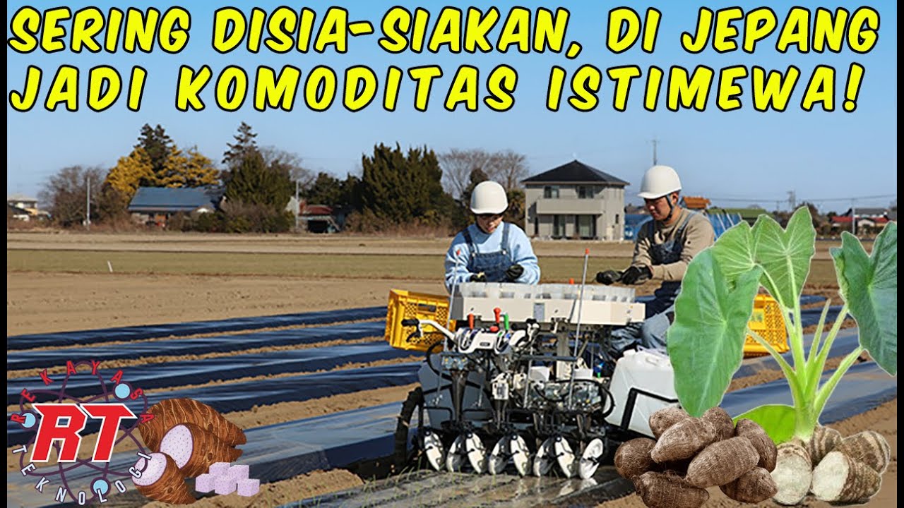 TALAS YANG BIASA SAJA DI INDONESIA, JADI UMBI BERNILAI TINGGI DI JEPANG!
