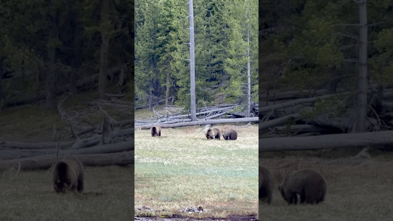 Grizzlies at Yellowstone National Park 🐻  #grizzlies #wildlife 🐾