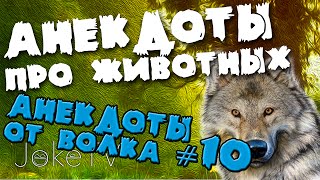Анекдоты про животных. Анекдоты от Волка #10 Анекдоты про животных. Анекдоты от Волка #10