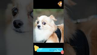 Owner | S2263 #cute #cutedog #dog #cutedog #dogs #cute #shorts #youtubeshorts #tiktok #puppy #pet