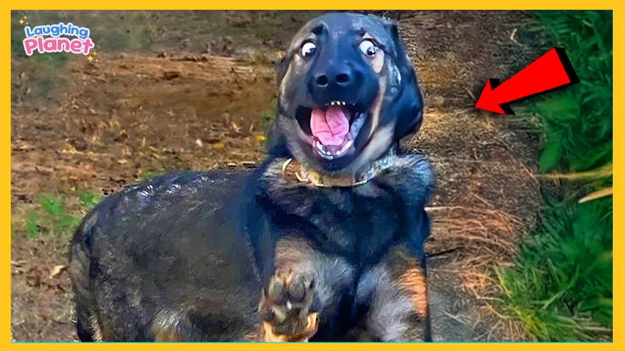🎬🐕Собаки-драматичницы, которые действительно заслуживают Оскара 🤣 Самая смешная собака на свете