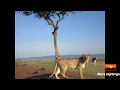 lion cub gets stuck in a tree and mom runs to help