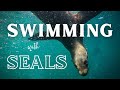 The Ultimate Seal Snorkeling Experience in Hout Bay, Cape Town!