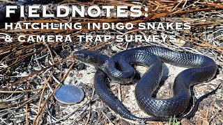 Fieldnotes: Hatchling Indigo Snakes and Camera Trap Surveys by The Orianne Society 394 views 2 months ago 5 minutes, 29 seconds