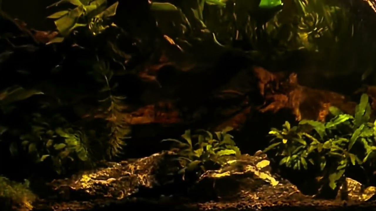 “10 Minutes of River Calm | Peaceful Aquarium with Cardinal & Phantom Tetras | Nature Sounds