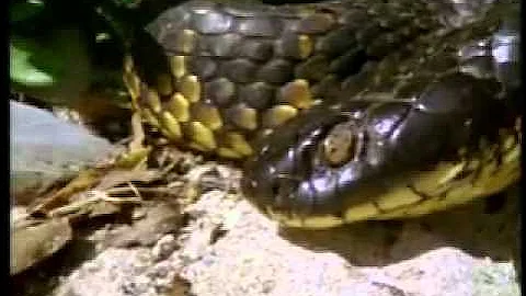 Life in Cold Blood - Snakes 2 of 6 Sophisticated Serpents